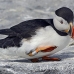 puffin_atlantic_msi_h_1297_can0917.jpg